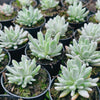 Pachyveria 'Scheideckeri' var. albo-carinata