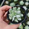 Pachyveria 'Scheideckeri' var. albo-carinata