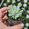 Pachyveria 'Scheideckeri' var. albo-carinata