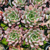 Echeveria Zaragozae 'Red Witch'