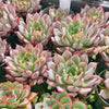 Echeveria Zaragozae 'Red Witch'