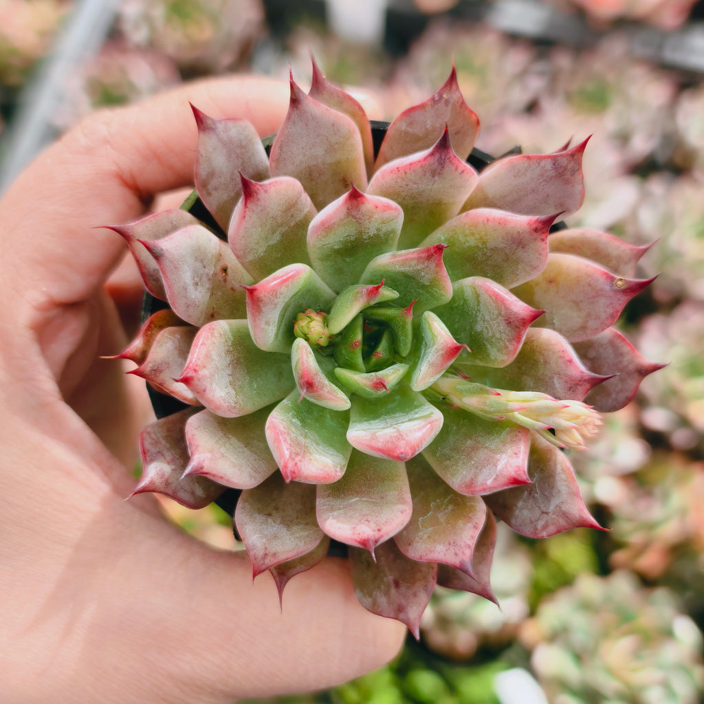 Echeveria Zaragozae 'Red Witch'