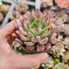 Echeveria Zaragozae 'Red Witch'