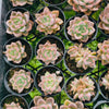 Echeveria 'Another Time'