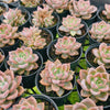 Echeveria 'Another Time'