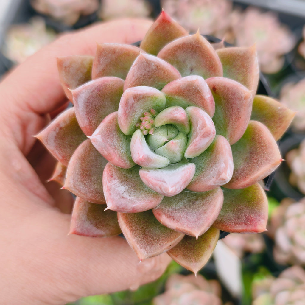 Echeveria 'Another Time'
