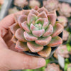 Echeveria 'Another Time'