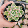Echeveria 'Another Time'