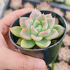 Echeveria 'Another Time'