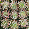 Echeveria puebla