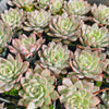 Echeveria puebla