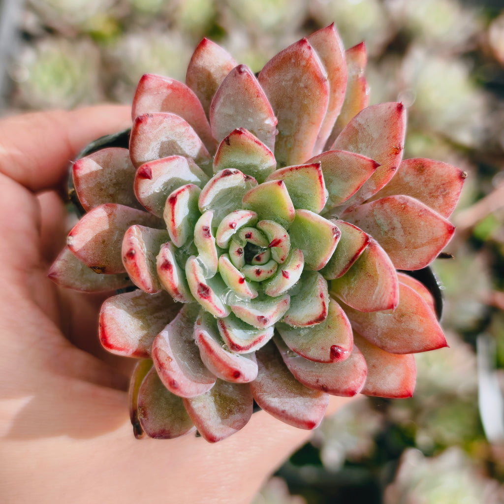 Echeveria puebla