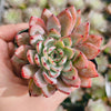 Echeveria puebla