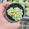 Graptopetalum 'Rococo'