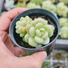 Graptopetalum 'Rococo'
