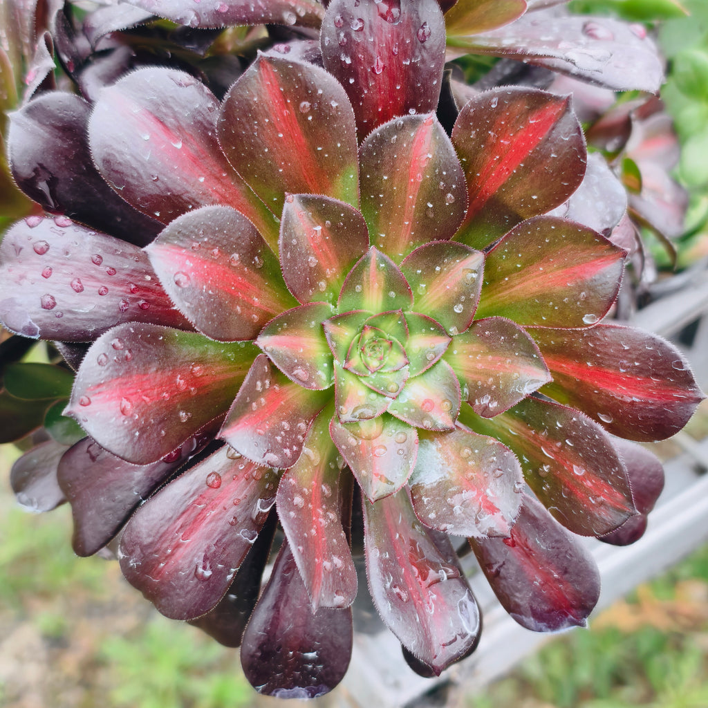 Aeonium 'Kilimanjaro'