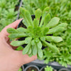 Aeonium 'Cupcake'