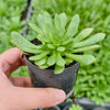 Aeonium 'Cupcake'