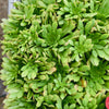 Aeonium 'Cupcake'