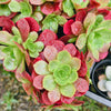 Aeonium 'Color World'