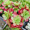 Aeonium 'Color World'