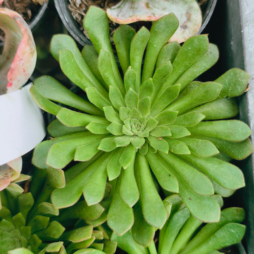 Aeonium 'Cupcake'