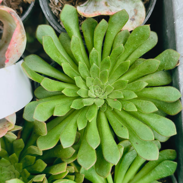 Aeonium 'Cupcake'