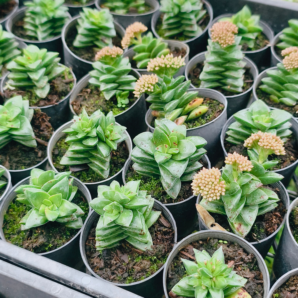 Crassula 'Springtime' (lots of marks)