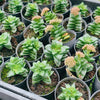 Crassula 'Springtime' (lots of marks)