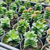 Crassula 'Springtime' (lots of marks)