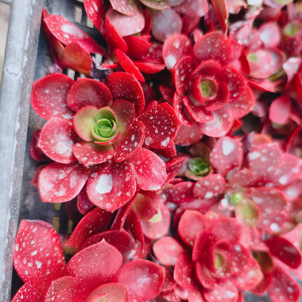 Aeonium 'Color World'
