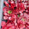 Aeonium 'Color World'