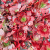Aeonium 'Color World'