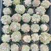 Echeveria Onslow f. variegata