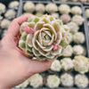 Echeveria Onslow f. variegata