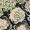 Echeveria Onslow f. variegata
