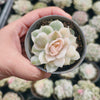 Echeveria Onslow f. variegata