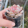 Echeveria 'Soul Mint' (E. laui x E. lau026) | Korea Form