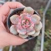 Echeveria 'Soul Mint' (E. laui x E. lau026) | Korea Form