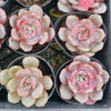 Echeveria 'Soul Mint' (E. laui x E. lau026) | Korea Form