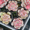 Echeveria 'Soul Mint' (E. laui x E. lau026) | Korea Form
