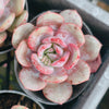 Echeveria 'Soul Mint' (E. laui x E. lau026) | Korea Form