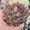 Echeveria Agavoides 'Fire Pillar'