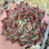 Echeveria Agavoides 'Fire Pillar'