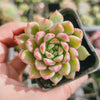 Echeveria Gemstone