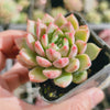 Echeveria Gemstone