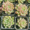 Echeveria Gemstone