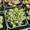 Echeveria Gemstone