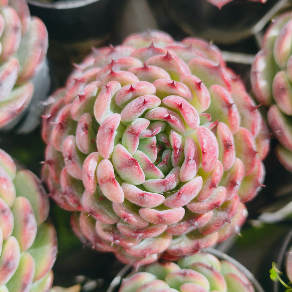 Echeveria Marcel