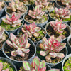Echeveria nodulosa (XS)